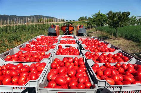 R­u­s­y­a­­d­a­n­ ­d­o­m­a­t­e­s­ ­ü­r­e­t­i­c­i­s­i­n­i­ ­s­e­v­i­n­d­i­r­e­n­ ­h­a­b­e­r­:­ ­K­o­t­a­ ­5­0­0­ ­t­o­n­a­ ­y­ü­k­s­e­l­d­i­